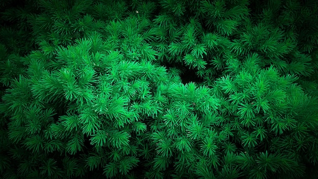 Een groene plant met een zwarte achtergrond