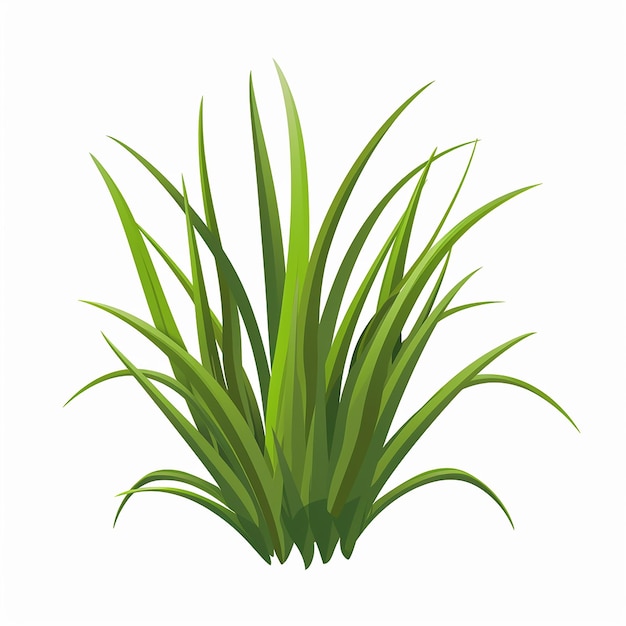 een groene plant met groene bladeren op een witte achtergrond