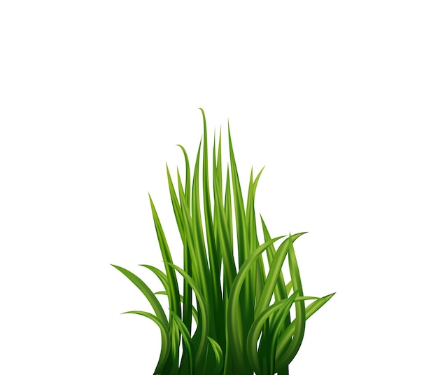 een groene plant met het woord gras erop