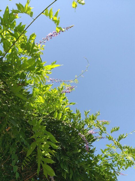 Foto een groene plant met paarse bloemen en groene bladeren