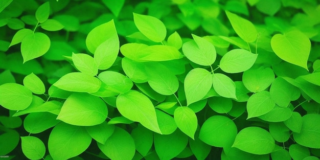 Een groene plant met veel bladeren waarop het woord natuurlijk staat.