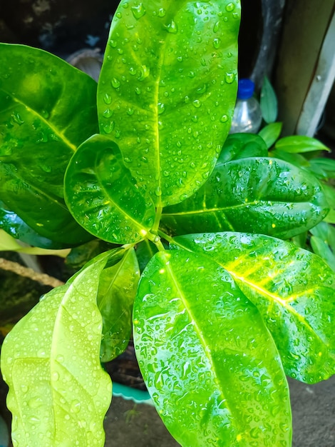 Een groene plant met waterdruppels erop en de bladeren zijn nat.