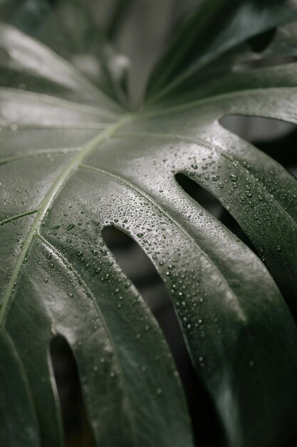 een groene plant met waterdruppels erop en een paar gaten in het blad