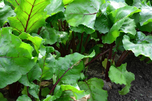 Een groene plant van rode biet met groene bladeren geïsoleerd op tuinbed, close-up