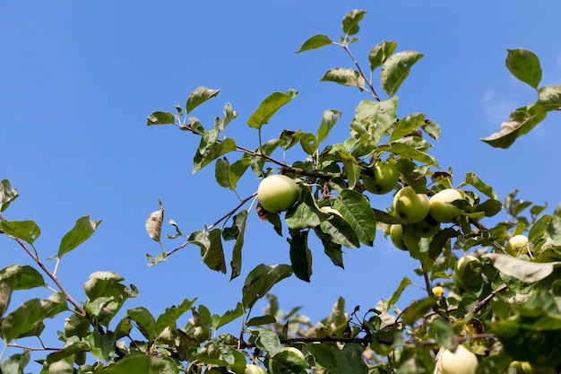 Een groene rijpe appel op de takken van een appelboom. foto close-up in de herfst