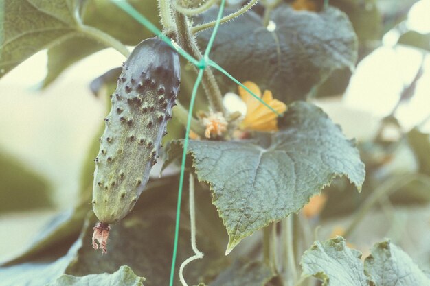 Een groene rijpe komkommer op een struik tussen de bladeren Komkommer op de achtergrond van de tuin