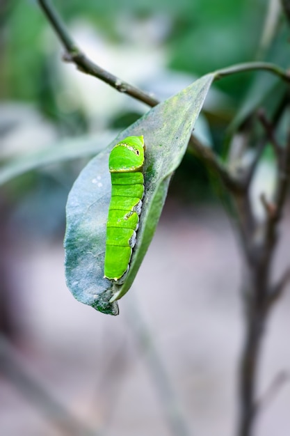 Een groene rups die citroenblad uit de tuin eet