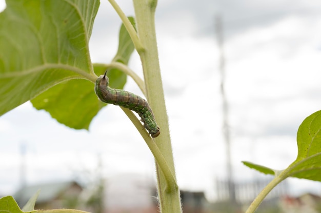 Een groene rups kruipt over een plant