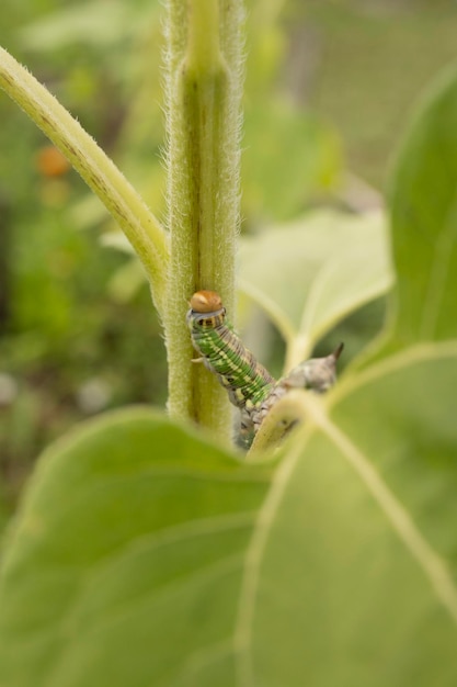 Een groene rups kruipt over een plant