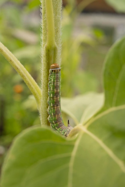 Een groene rups kruipt over een plant