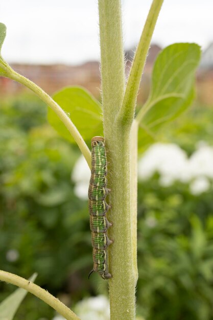 Een groene rups kruipt over een plant