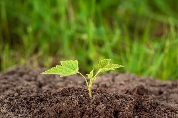 Een groene spruit breekt uit de grond.