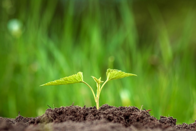 Een groene spruit breekt uit de grond.