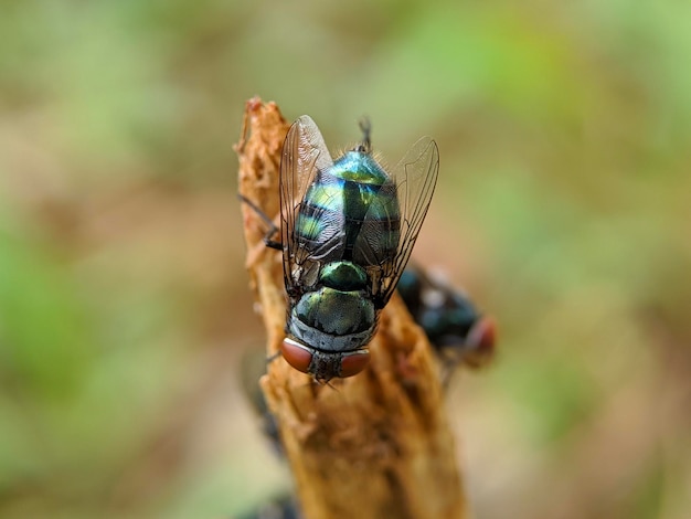 Een groene vlieg met een blauw gezicht en groene strepen op zijn vleugels