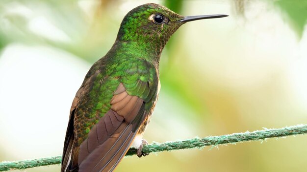 Een groene vogel zittend op een touw