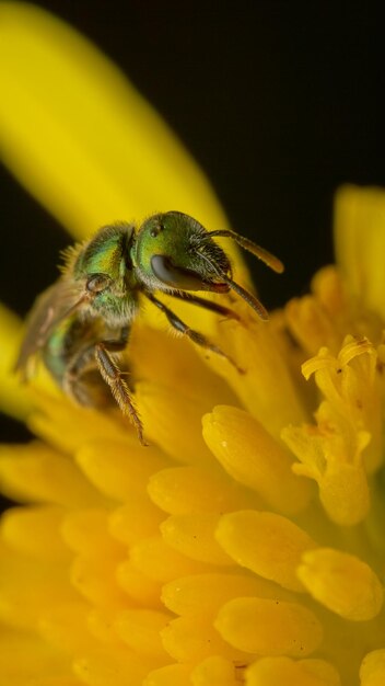 Een groene wesp op een gele bloem