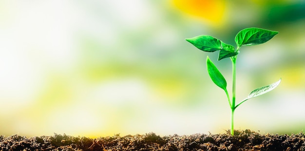 Een groene zaailing die in het voorjaar op de grond groeit