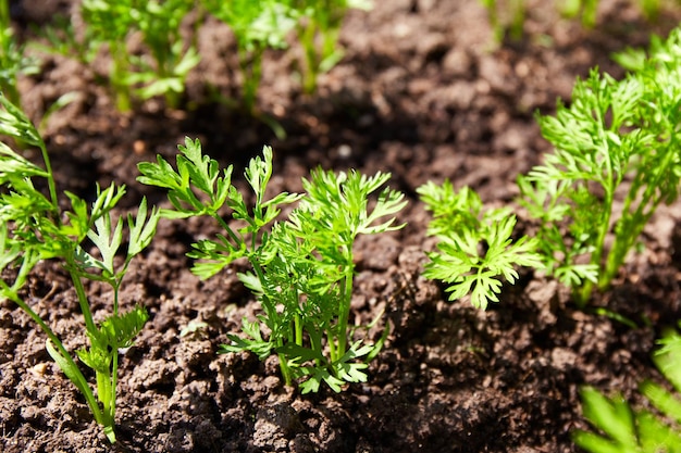 Een groentebed van jonge wortels Jonge wortel spruiten in de grond