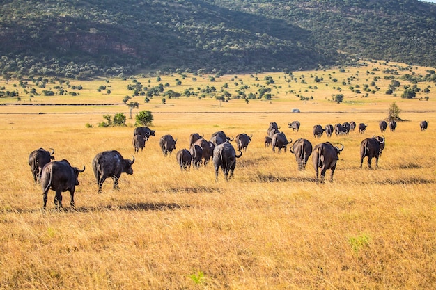 Een groep Afrikaanse buffels in het Masai Mara nationaal park, wilde dieren in de savanne. Kenia