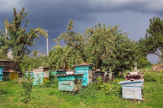 Een groep bijenzwermen op een oude houten bijenkorf in een boerentuin Bijenzwerm beschut tegen de wind en met een goed verblijf