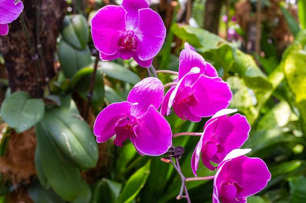 Een groep bloeiende donkerpaarse orchideeën.