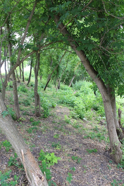 Een groep bomen in een bos