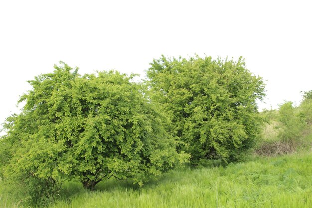 Een groep bomen in een grasveld