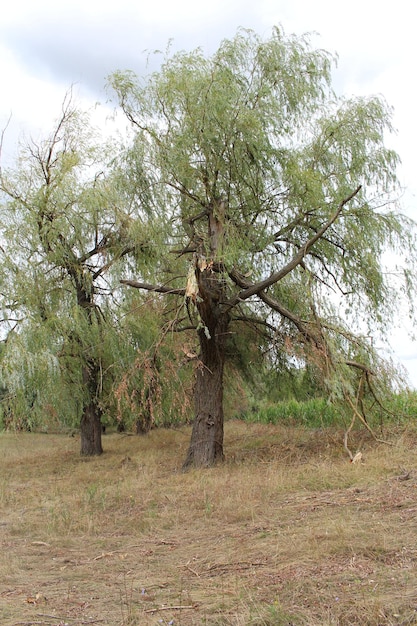 Een groep bomen in een veld