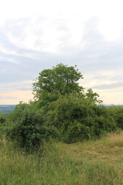 Een groep bomen in een veld