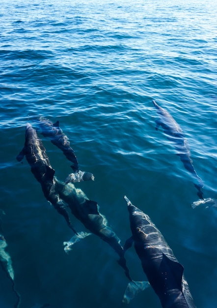 Foto een groep dolfijnen die in de stille oceaan zwemmen.