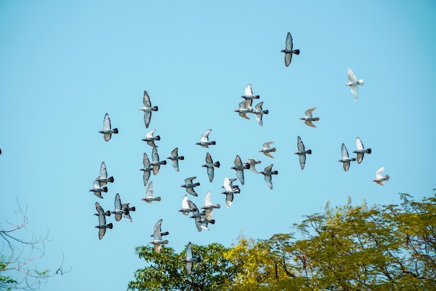 Een groep duiven vliegen met een foto op de blauwe lucht