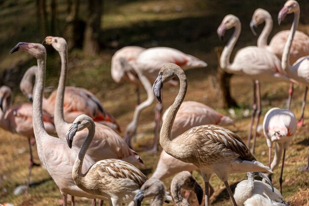 Een groep flamingo's die opstaan in een gras.