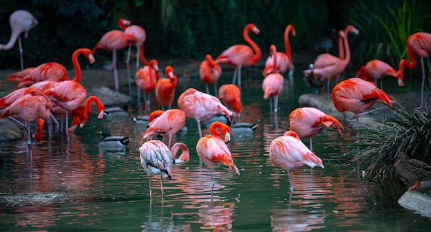 Een groep flamingo's Roze flamingo's tegen een groene achtergrond Phoenicopterus roseus flamingo-familie