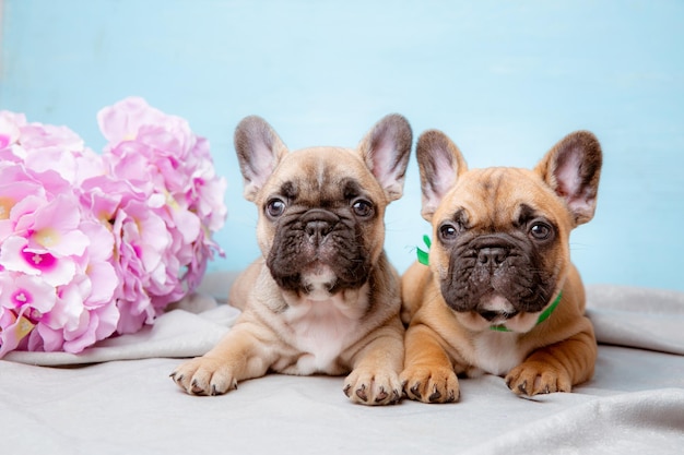 Een groep Franse bulldog-puppy's op een blauwe achtergrond met lentebloemen