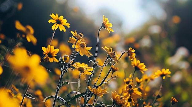 een groep gele bloemen