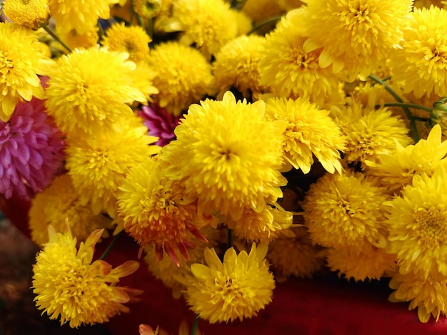 Een groep gele bloemen