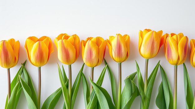 Een groep gele tulpen die samen op een rij zitten voor een Vrouwendagkaart Plaats voor tekst en felicitaties Achtergrond voor banner