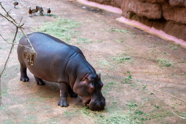 Een groep gemeenschappelijk Nijlpaard amphibius of nijlpaard in Zuid-Luangwa. Foto van hoge kwaliteit