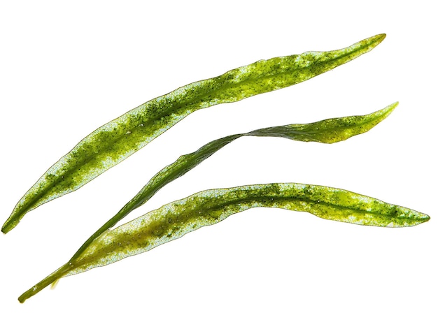 een groep groene bladeren