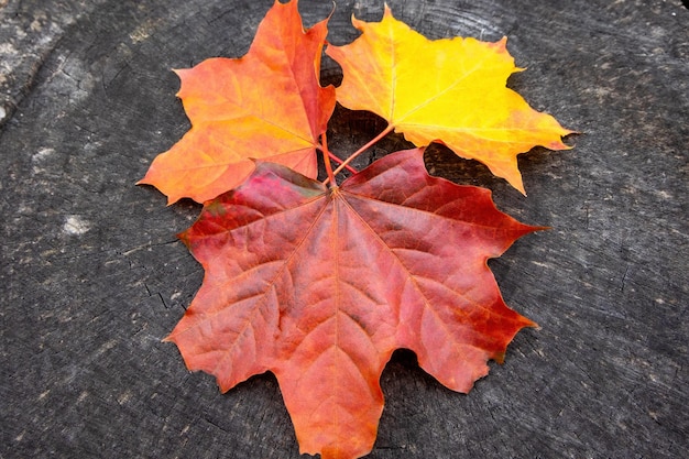 Een groep herfstbladeren op een houten ondergrond