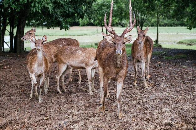 Een groep herten graast op een open plek in het bos, tussen hoge bomen