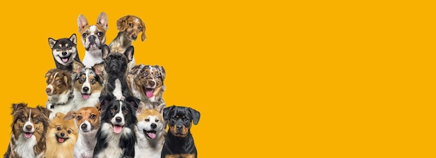Een groep honden die in alle richtingen op een donkere gele achtergrond kijken
