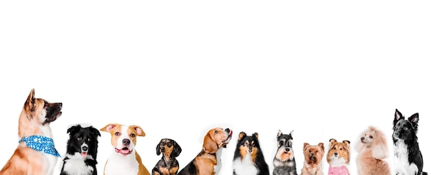 Een groep honden in een rij waarvan er één zijn tanden laat zien.