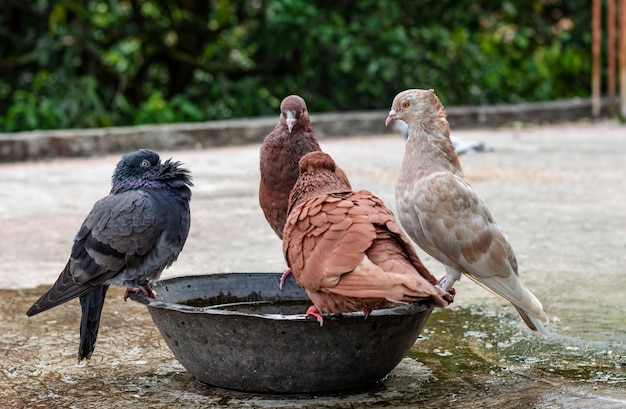 Een groep huisduiven badend in een kom water op het dak