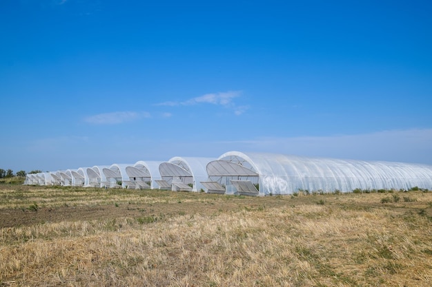 Een groep kassen voor het kweken van tomaten en komkommers Het kweken van tomaten in de kas Zaailingen in de kas Het kweken van groenten in kassen