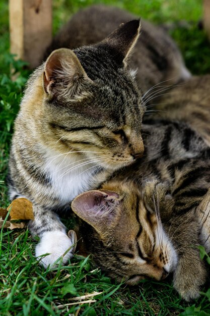 Een groep katten slapend in het gras