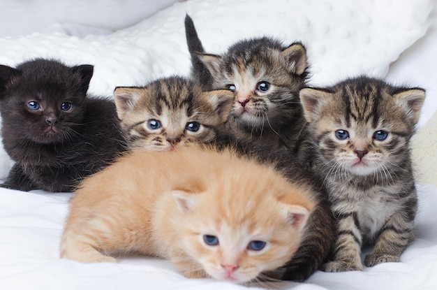 Foto een groep kittens ligt op een bed.