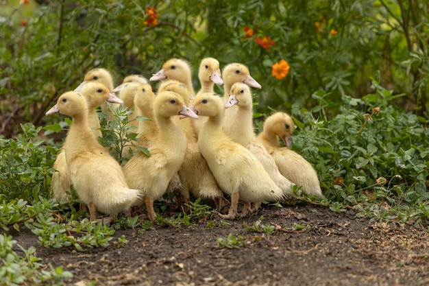 Een groep kleine eendjes in het gras met bloemen