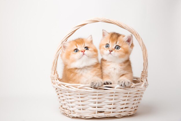 Een groep kleine pluizige katjes die in een mand op een witte achtergrond zitten