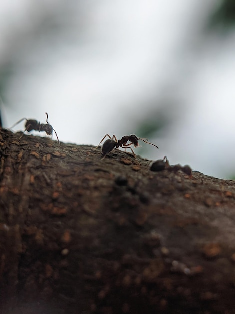 Een groep mieren zit op een boomtak.